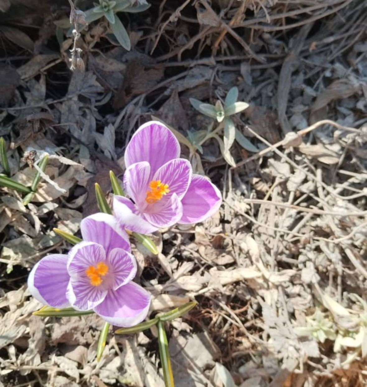 telegram-канал главы администрации Дёмского района Уфы Ивана Иванова