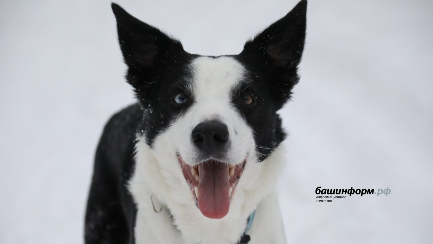 Валерий Шахов