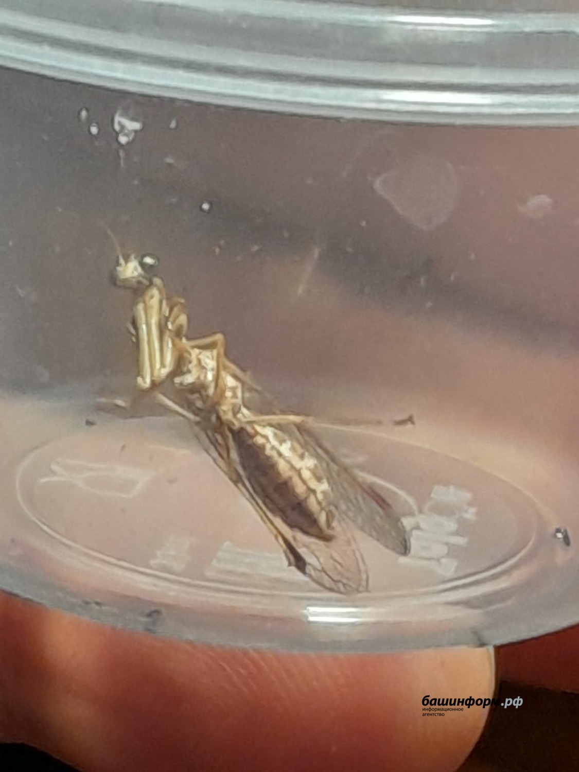 Краснокнижное насекомое — мантиспу