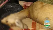 МВД по РБ Мах