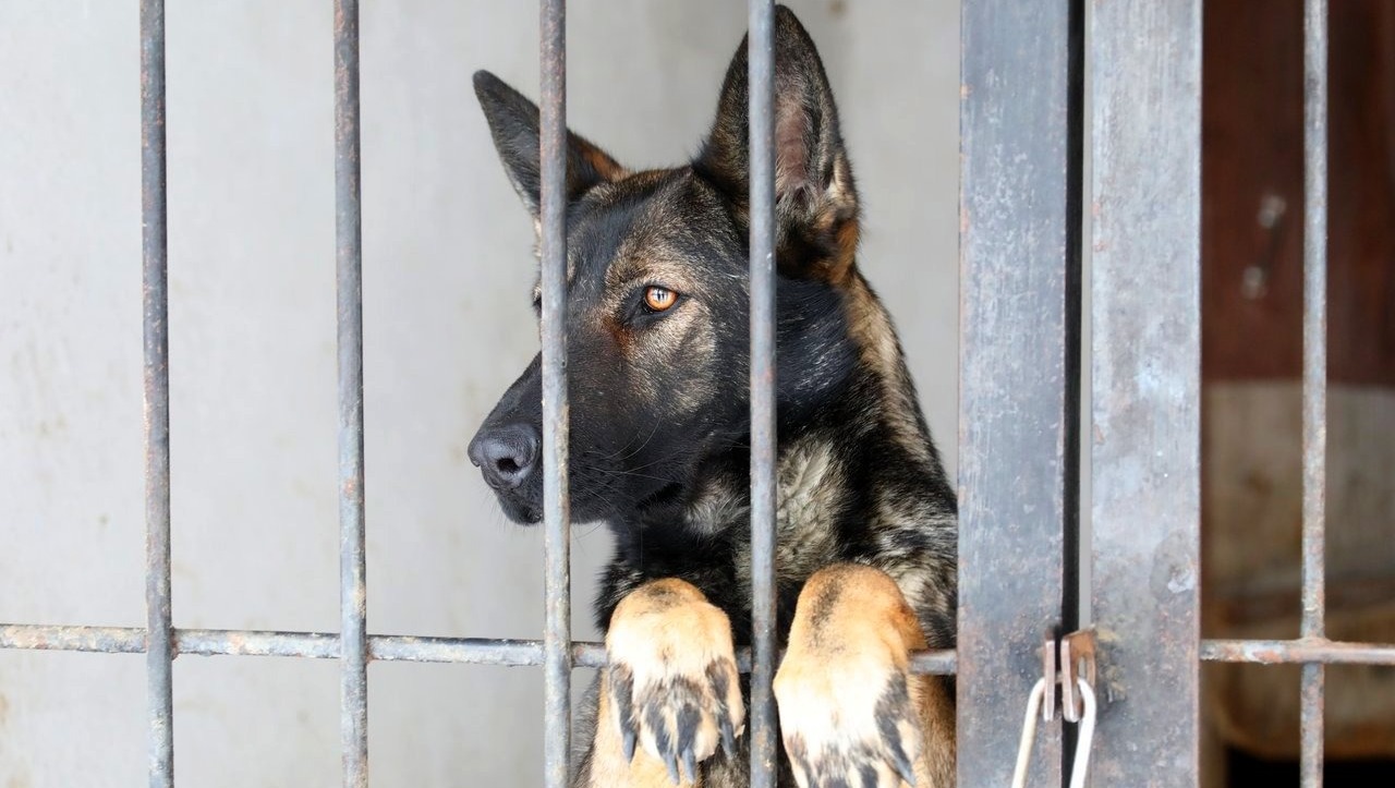 Валерий Шахов