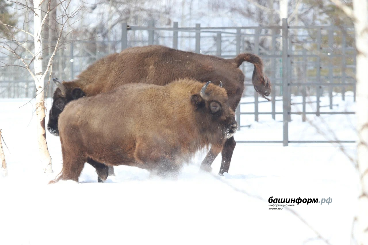 Станислав Шахов ИА «Башинформ»
