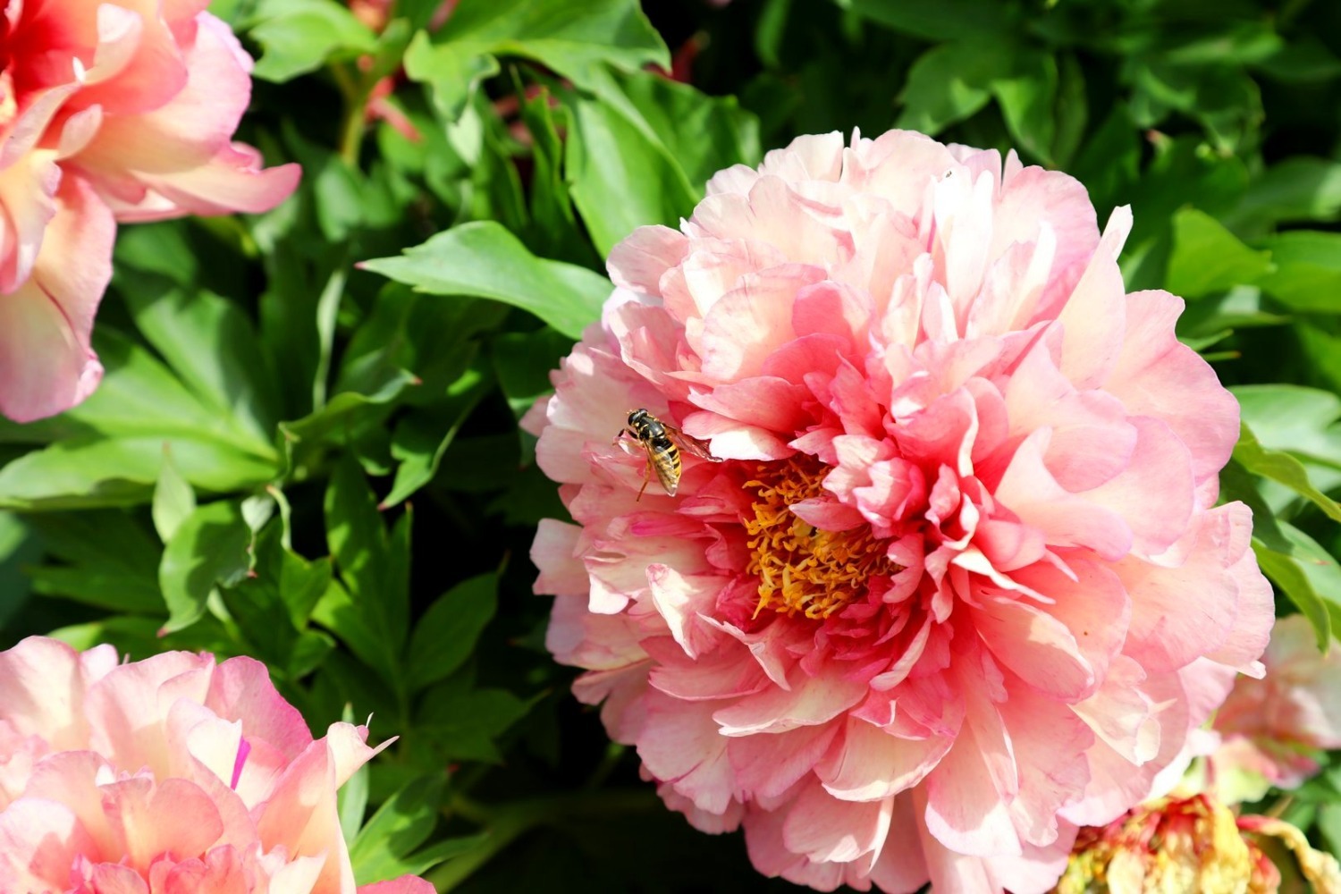 Махровые, полумахровые, немахровые, молочноцветковые, травянистые и древовидные — в Ботаническом саду растёт порядка 500 видов пионов