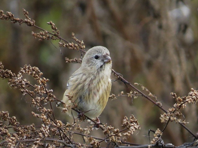 Гульнара Бикмухметова администрация Иглинского района