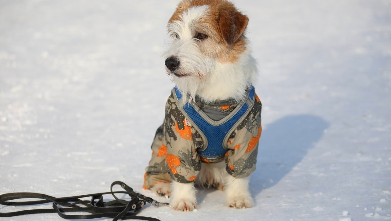 Валерий Шахов