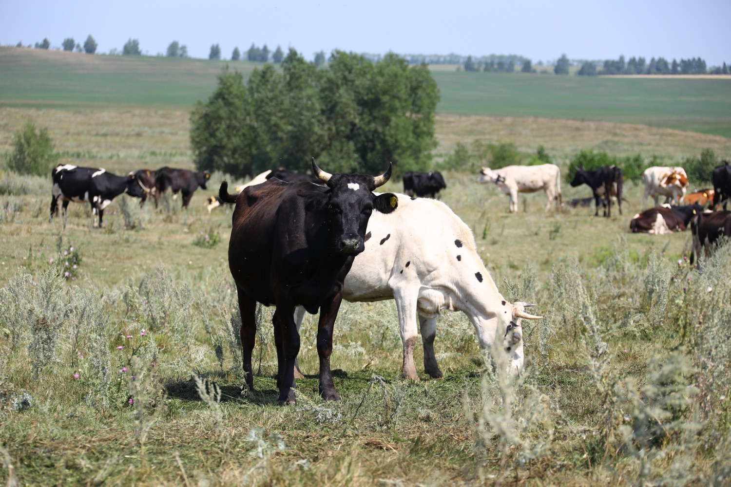 Валерий Шахов