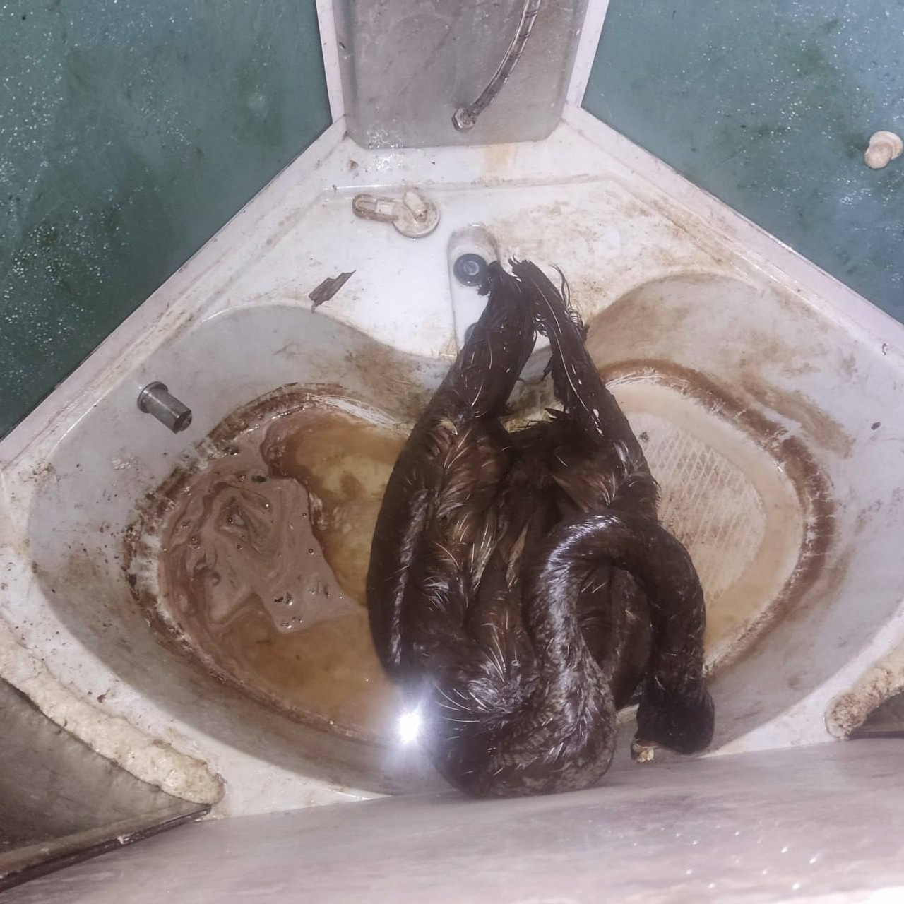 центр реабилитации диких животных "Пин и Пуф" телеграм