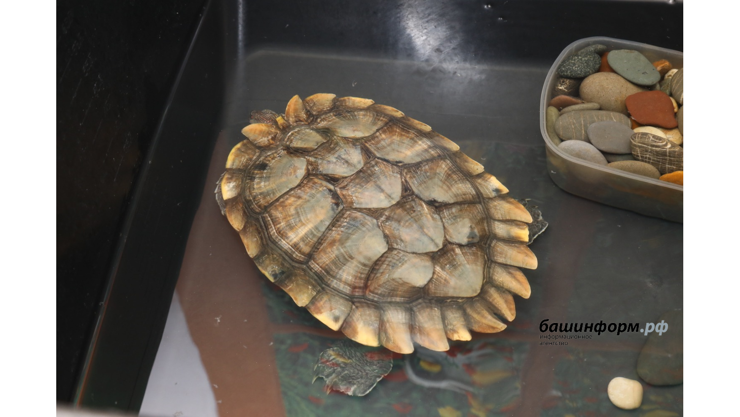 Валерий Шахов ИА Башинформ