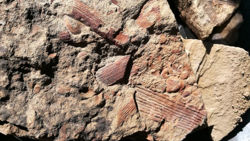 Геопарк «Янган-Тау» Разрез Мечетлино