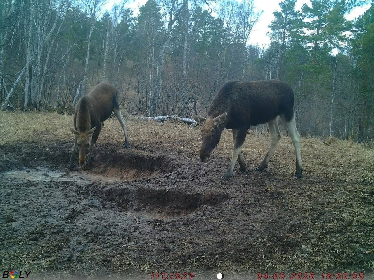 пресс-служба заповедник «Шульган-Таш»