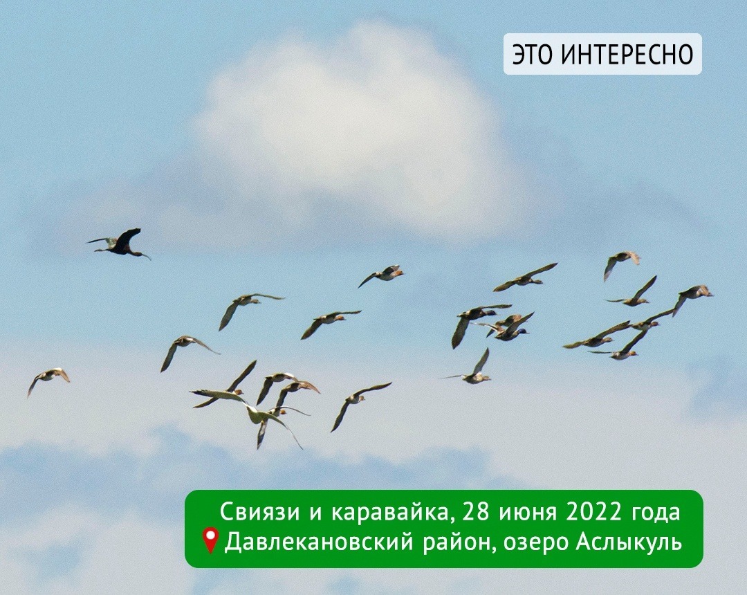 Эльза Габбасова, Константин Данилов