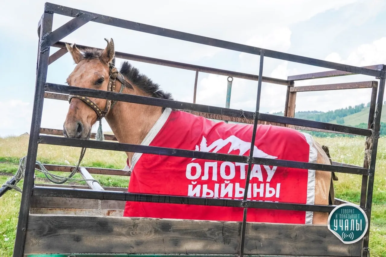 организаторы турнира по мини-футболу «Олотау йыйыны»