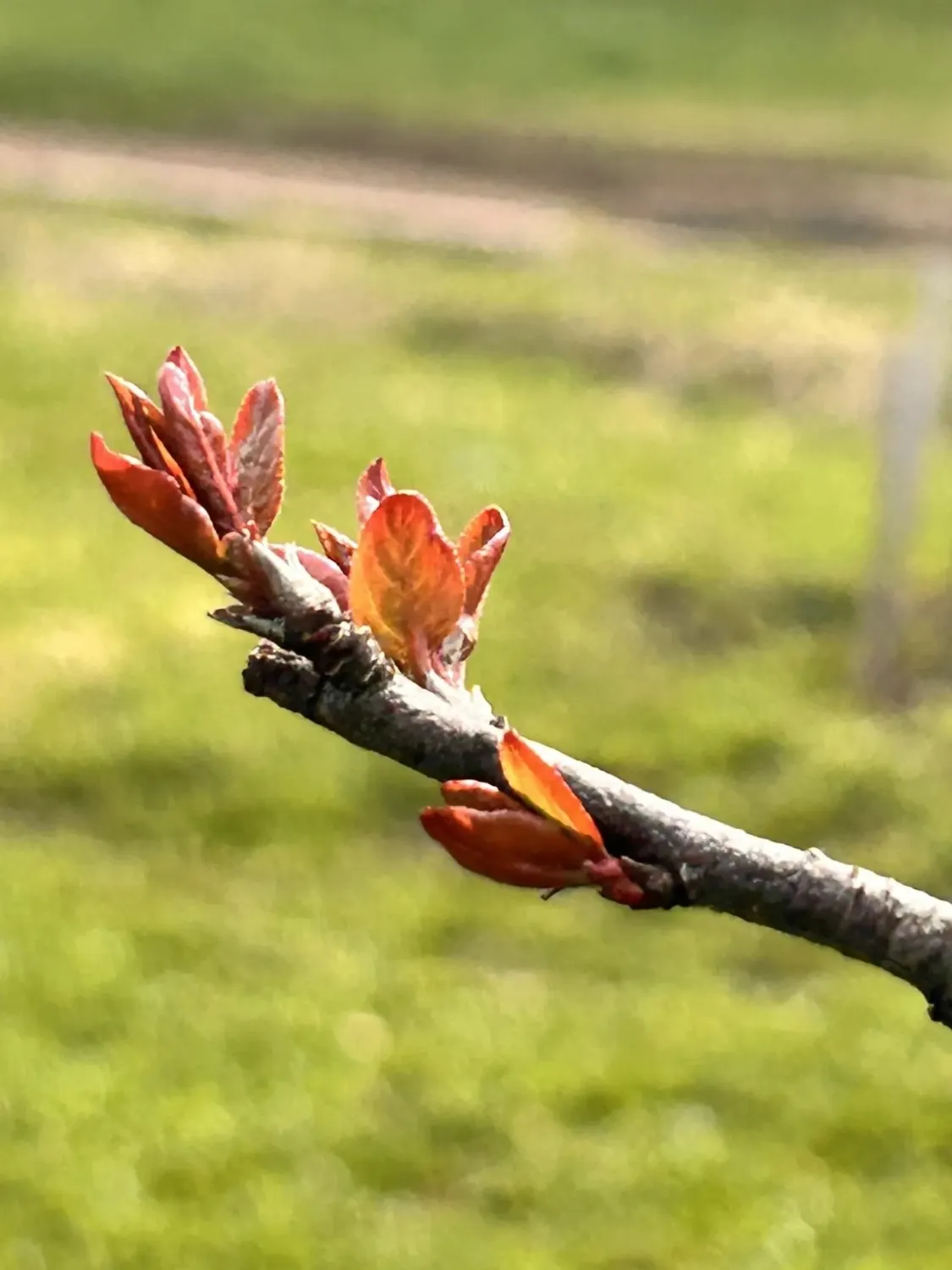 Шамиль Валеев личный архив