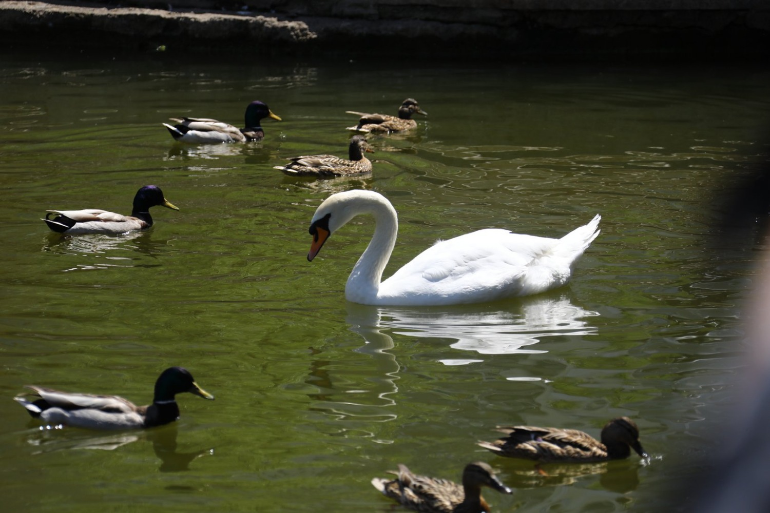 Валерий Шахов