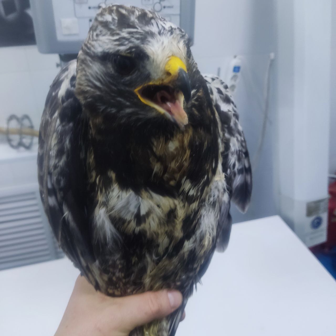 центр реабилитации диких животных «Пин и Пуф», телеграм