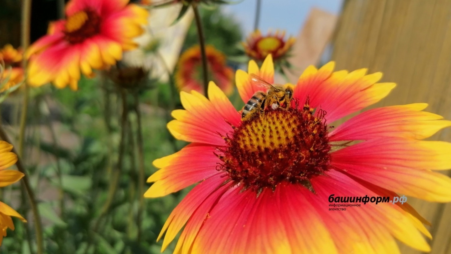 архив архив ИА «Башинформ»