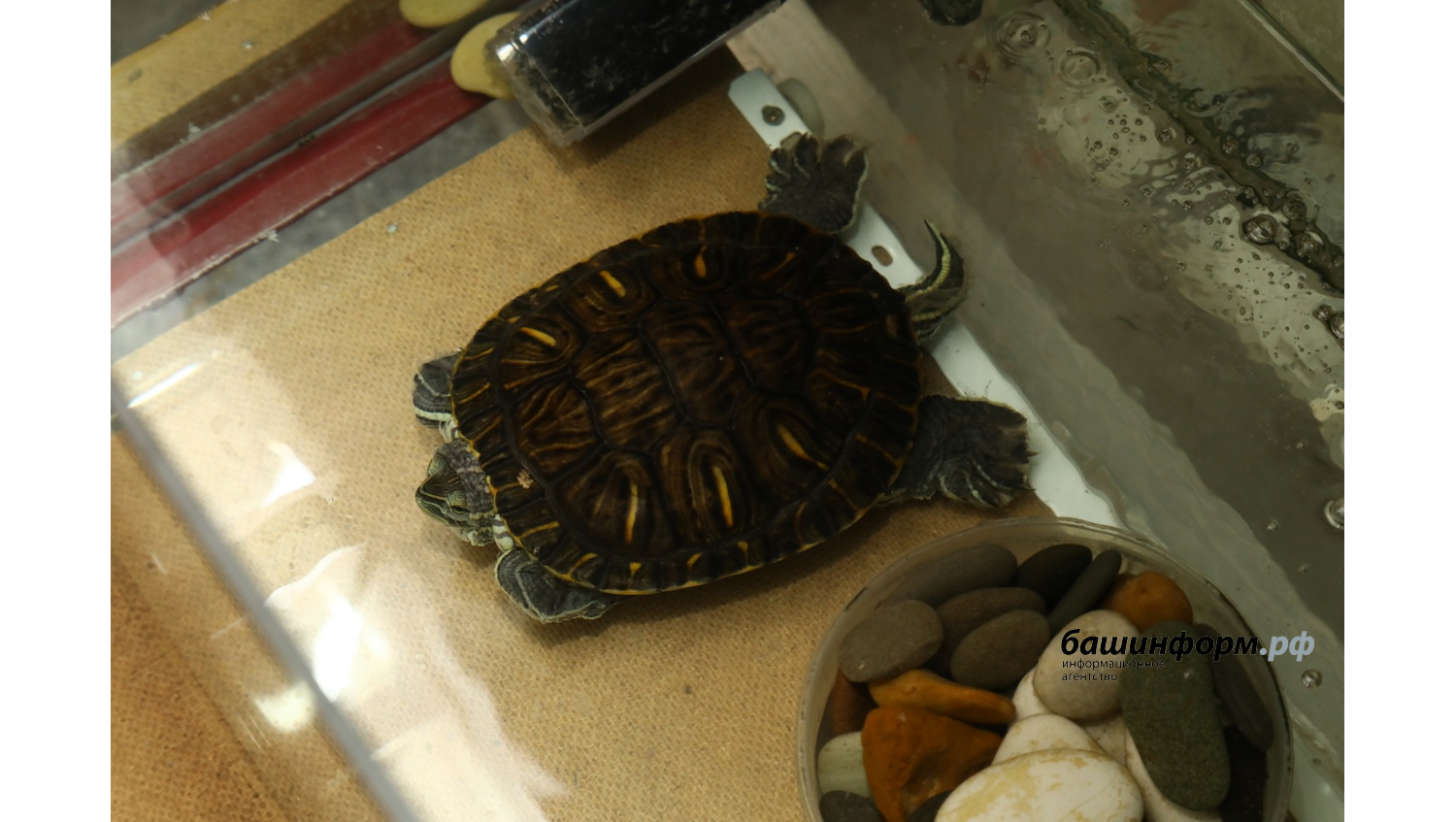 Валерий Шахов ИА Башинформ