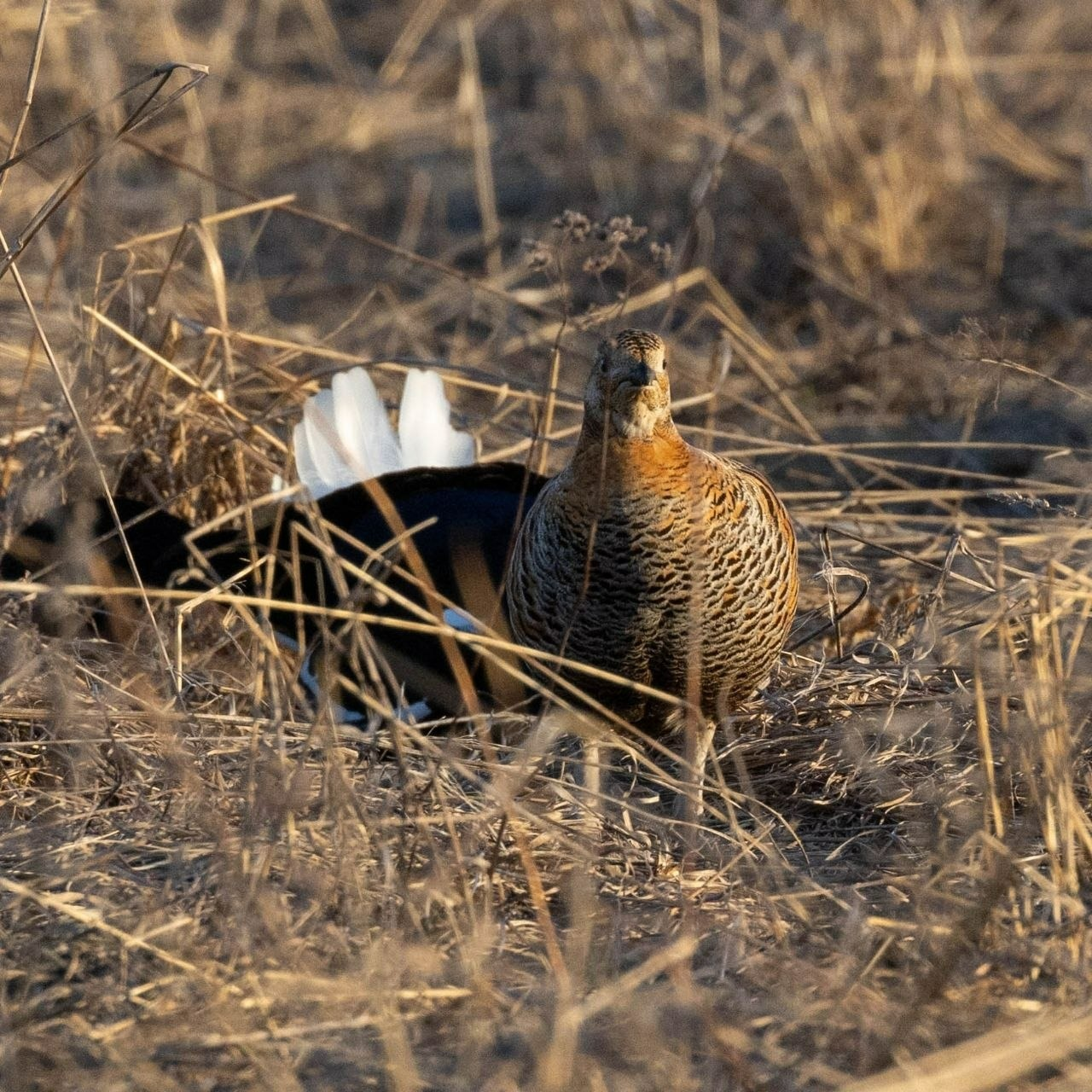пресс-служба нацпарк «Башкирия»