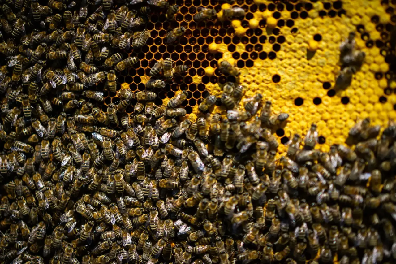 пресс-служба  минсельхоза Башкирии