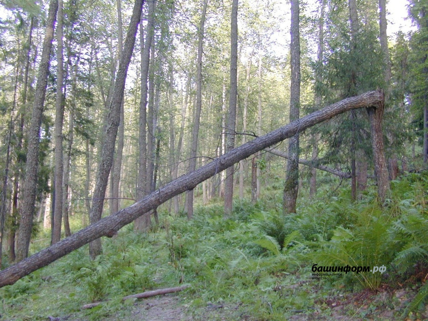 Валерий Шахов