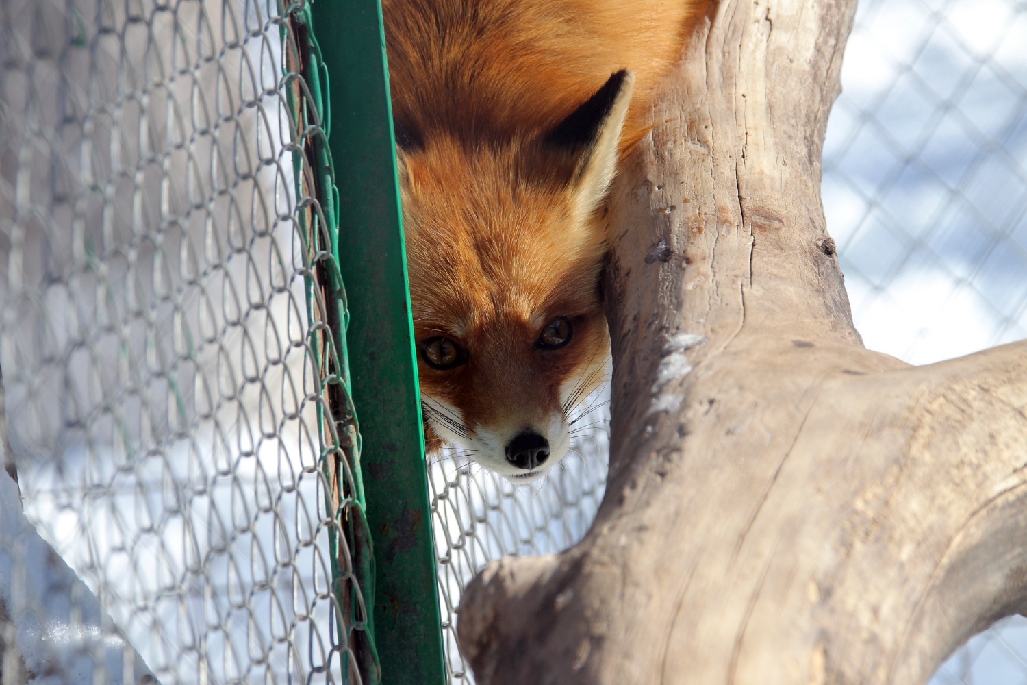 Олег Яровиков ИА «Башинформ»