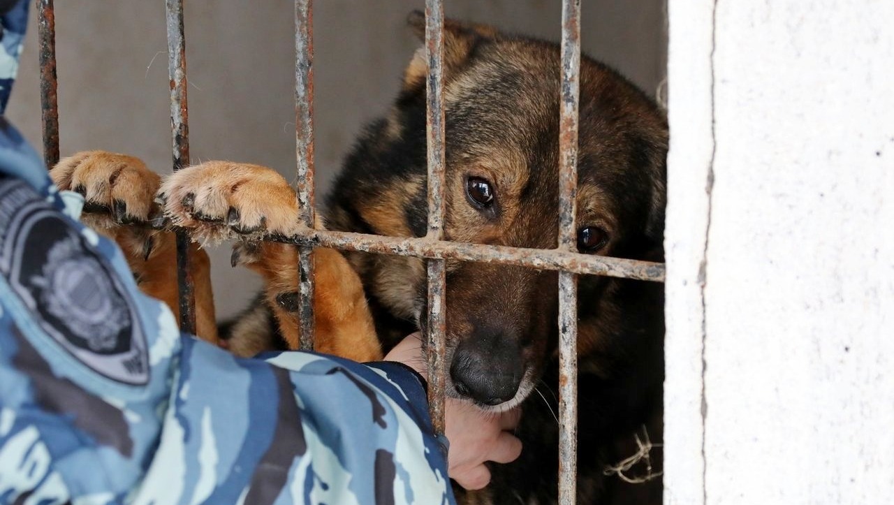 Валерий Шахов