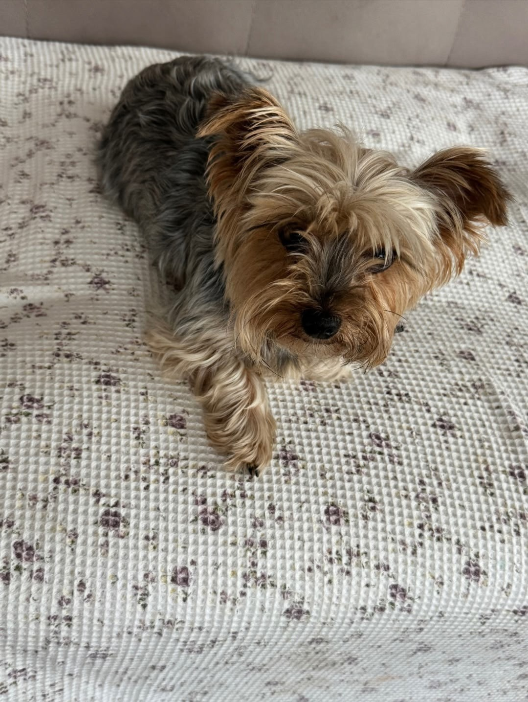 Природный парк "Мурадымовское ущелье", Vk