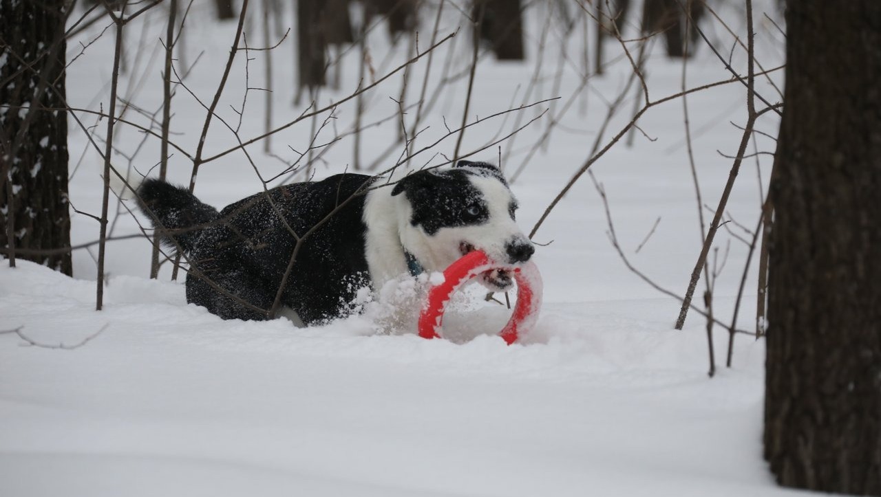 Валерий Шахов