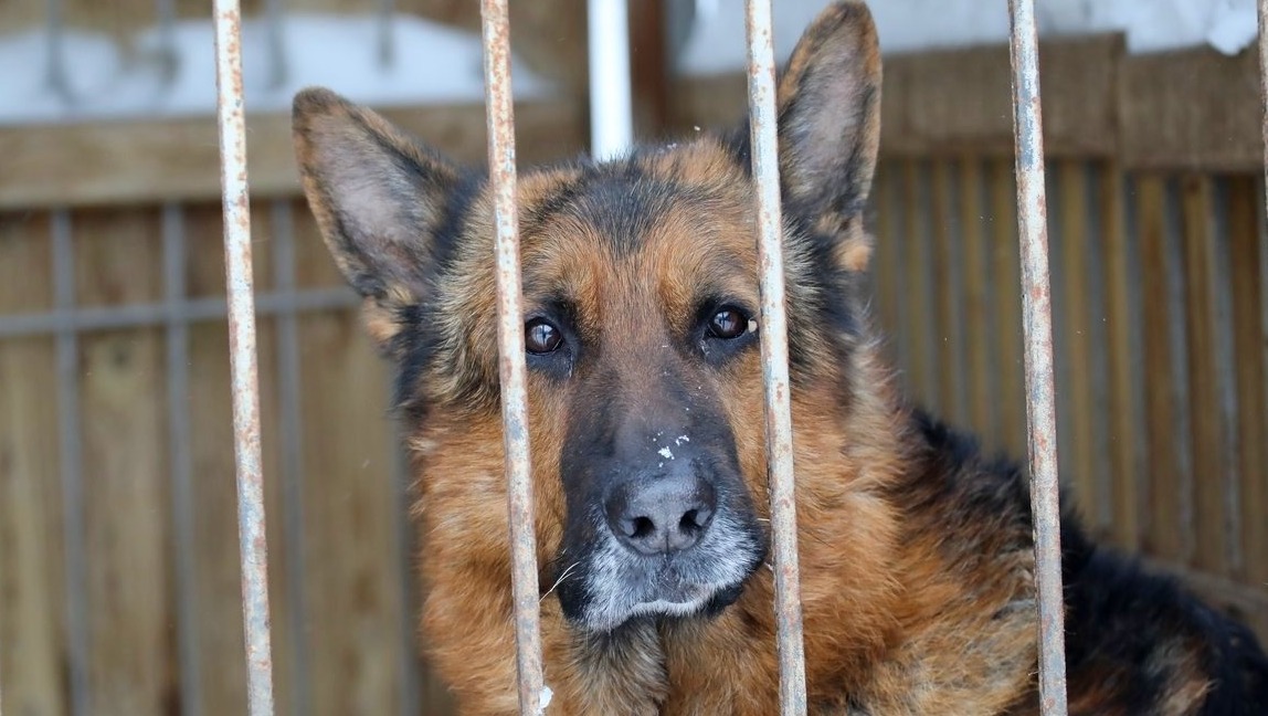 Валерий Шахов