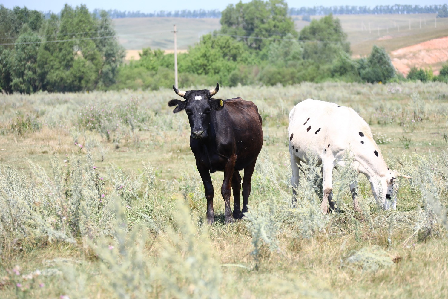 Валерий Шахов