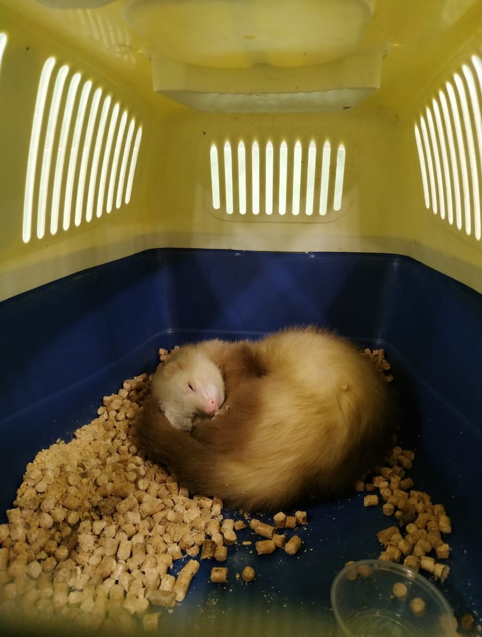 Яна Калинина