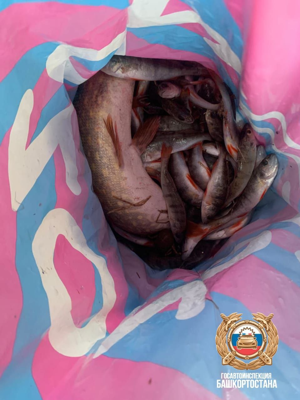 telegram-канал начальника управления ГИБДД РБ Владимира Севастьянова