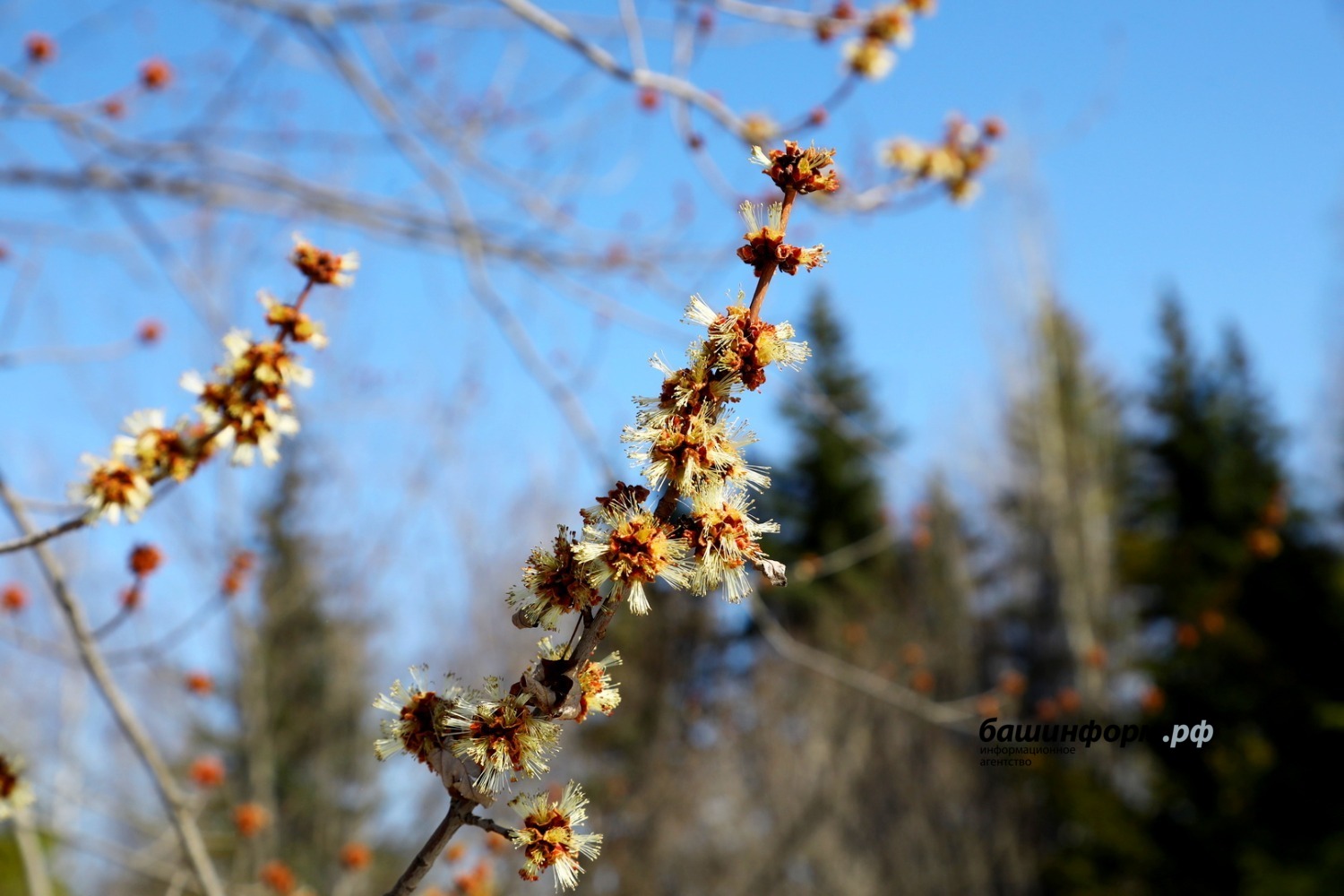 Валерий Шахов ИА «Башинформ»