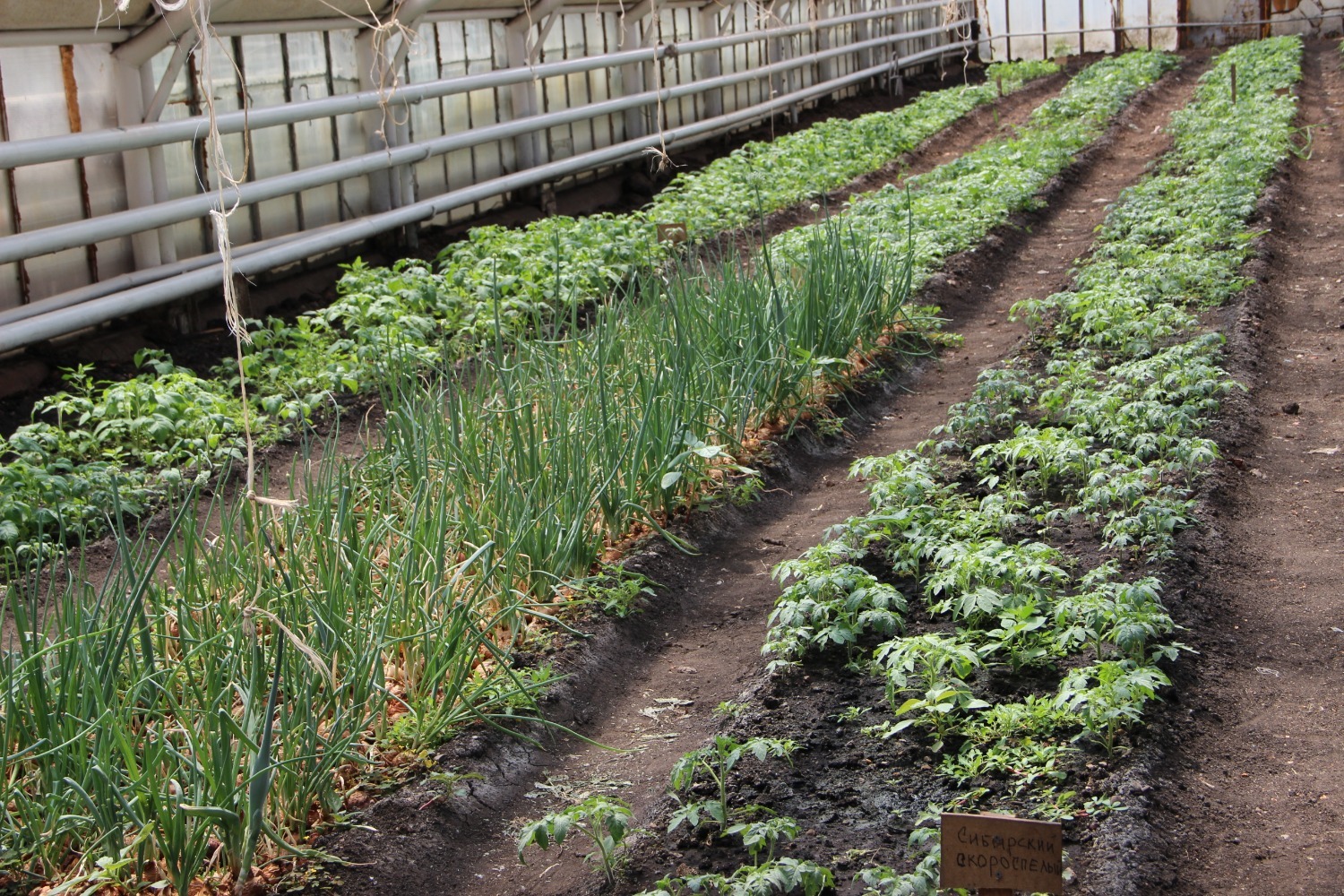 Ксения Калинина