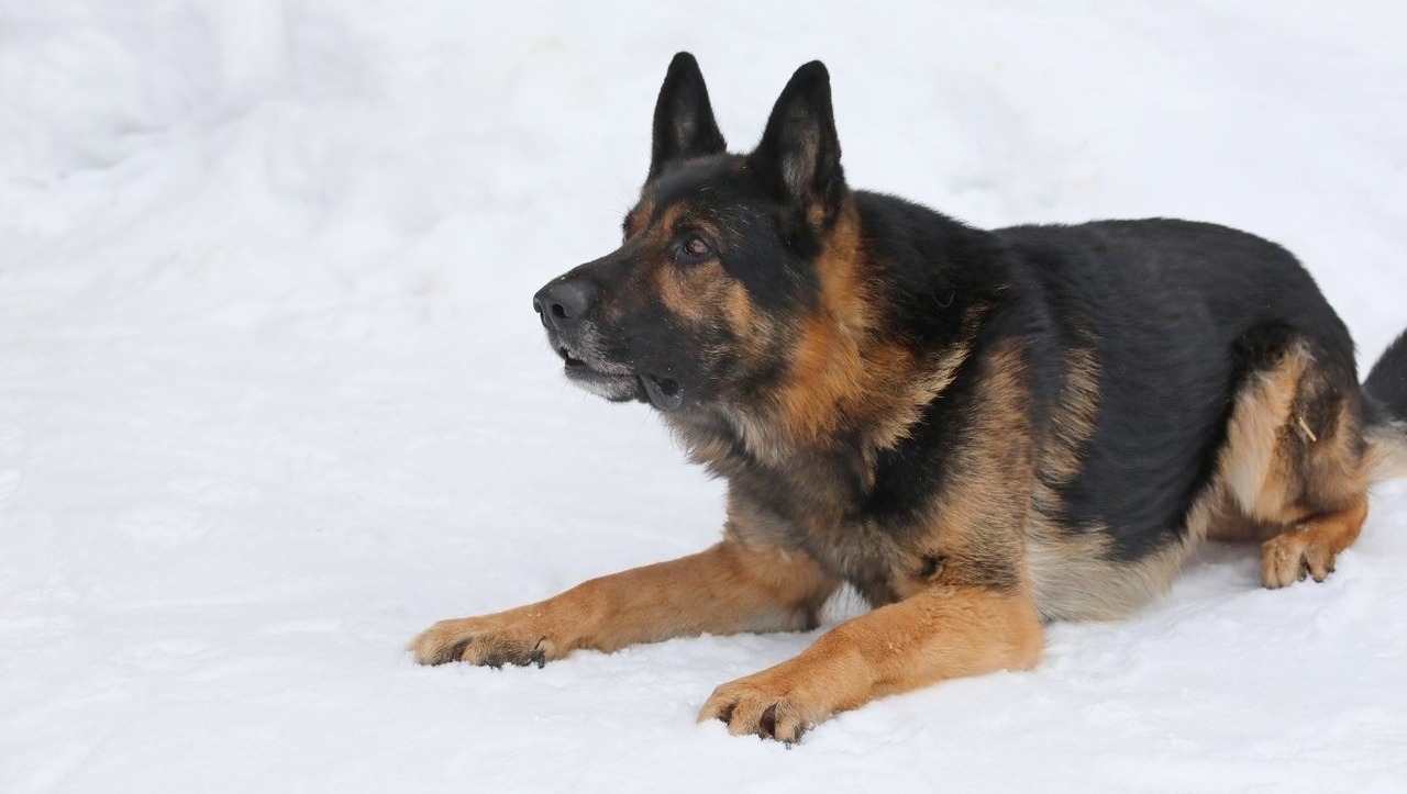 Валерий Шахов