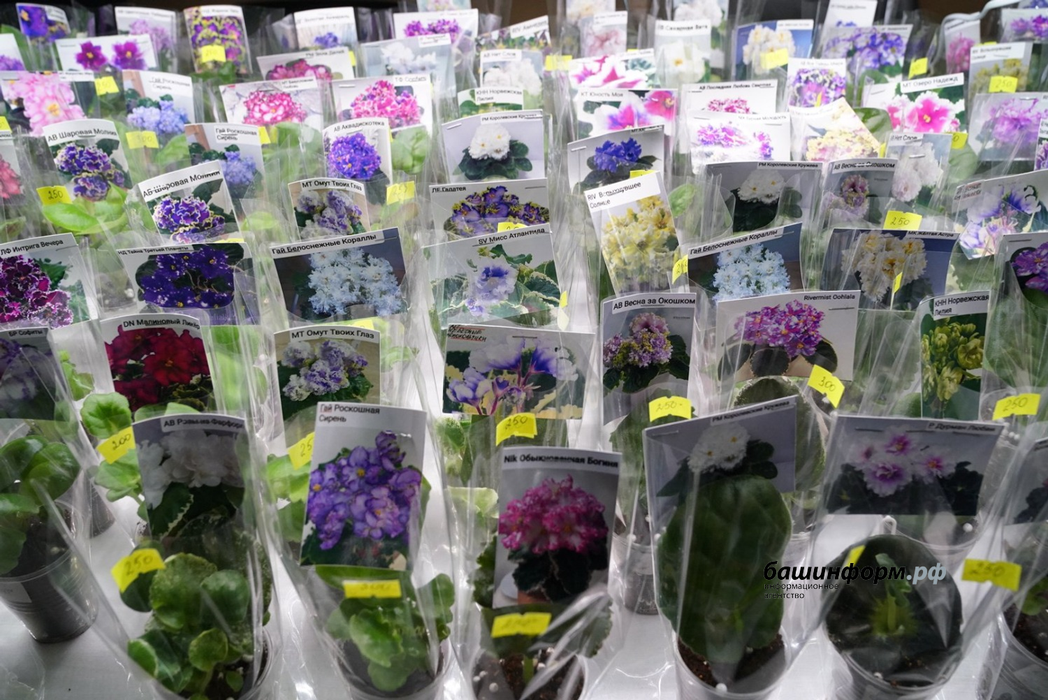 Олег Яровиков  ИА «Башинформ»