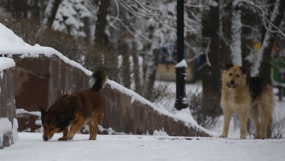 Валерий Шахов