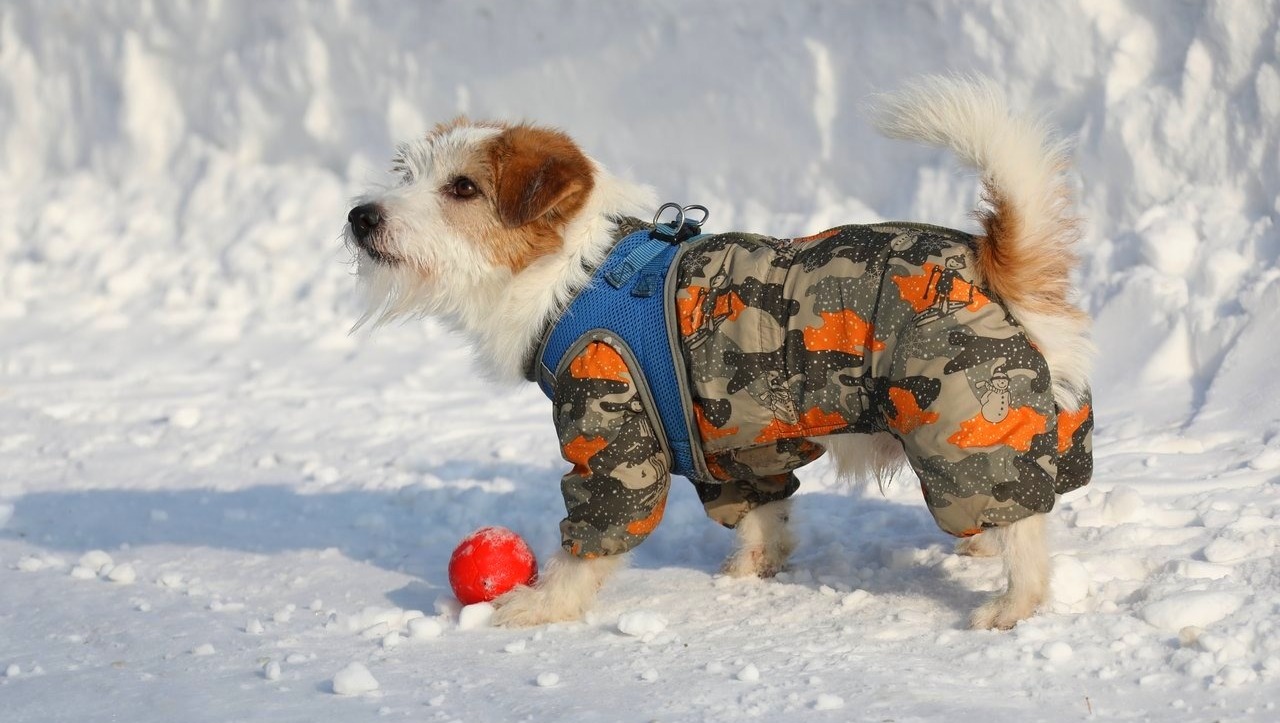 Валерий Шахов