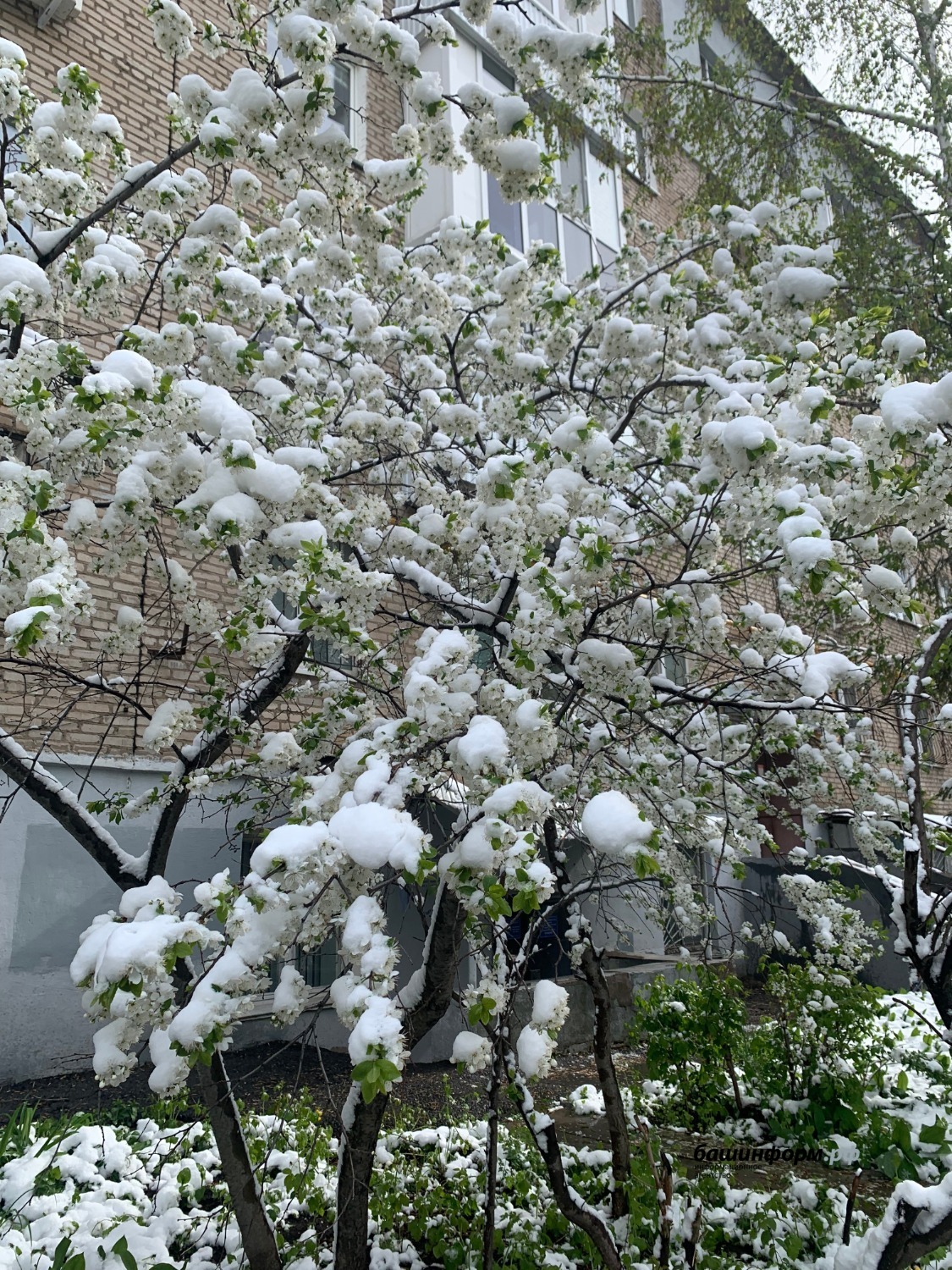 Галина Бахшиева