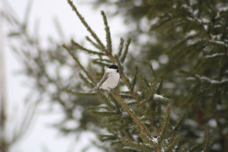 Нацпарк «Башкирия» ТГ-канал