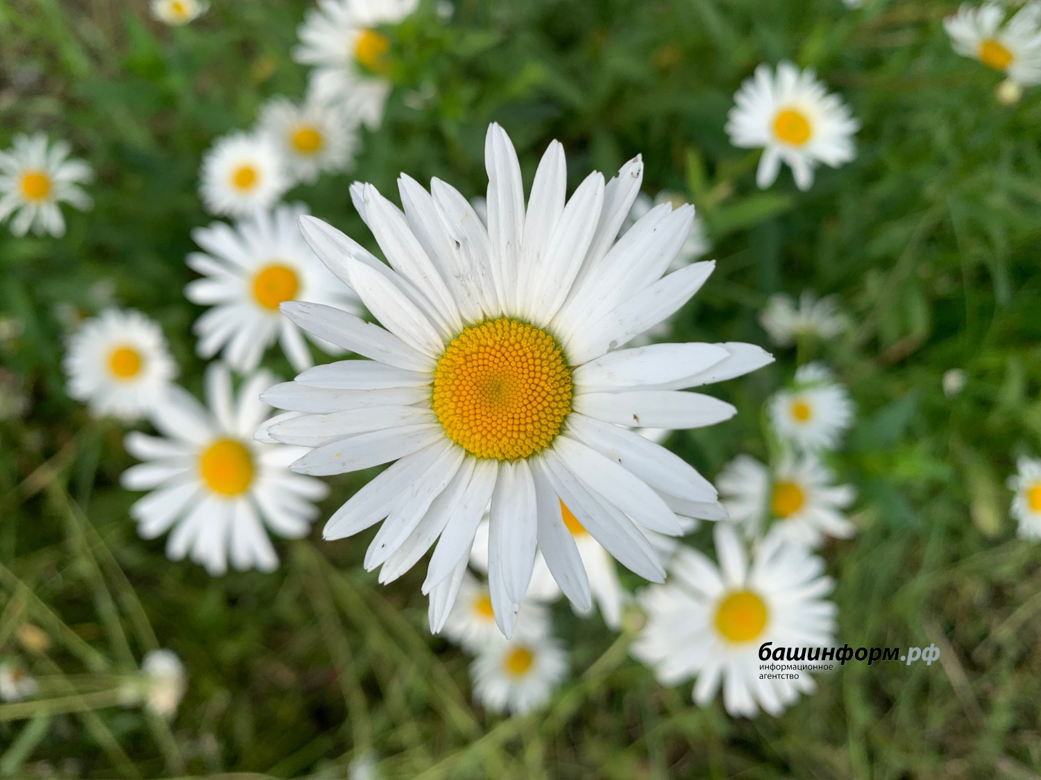 Галина Бахшиева