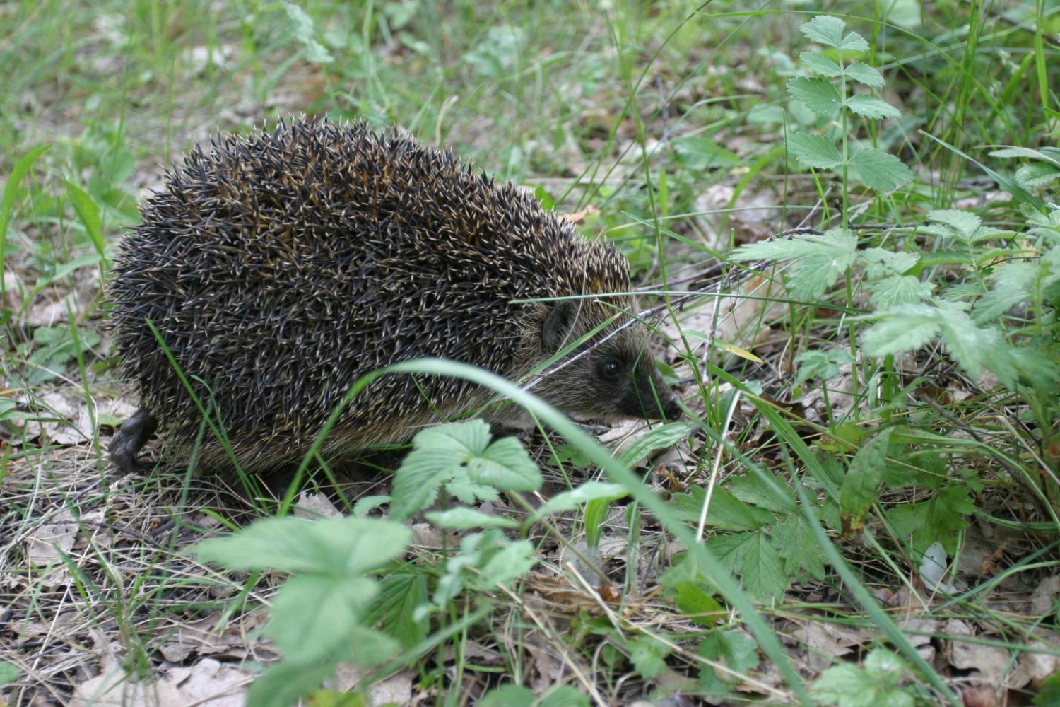 Олег Яровиков ИА «Башинформ»
