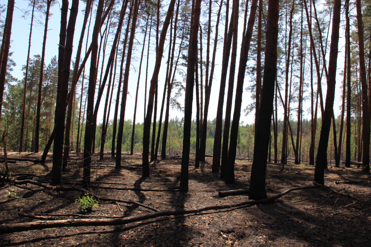 Эдуард Кускарбеков
