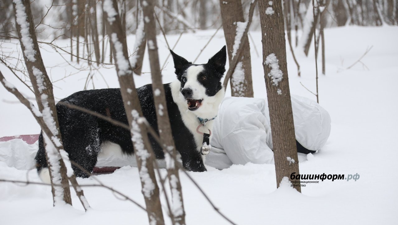 Валерий Шахов