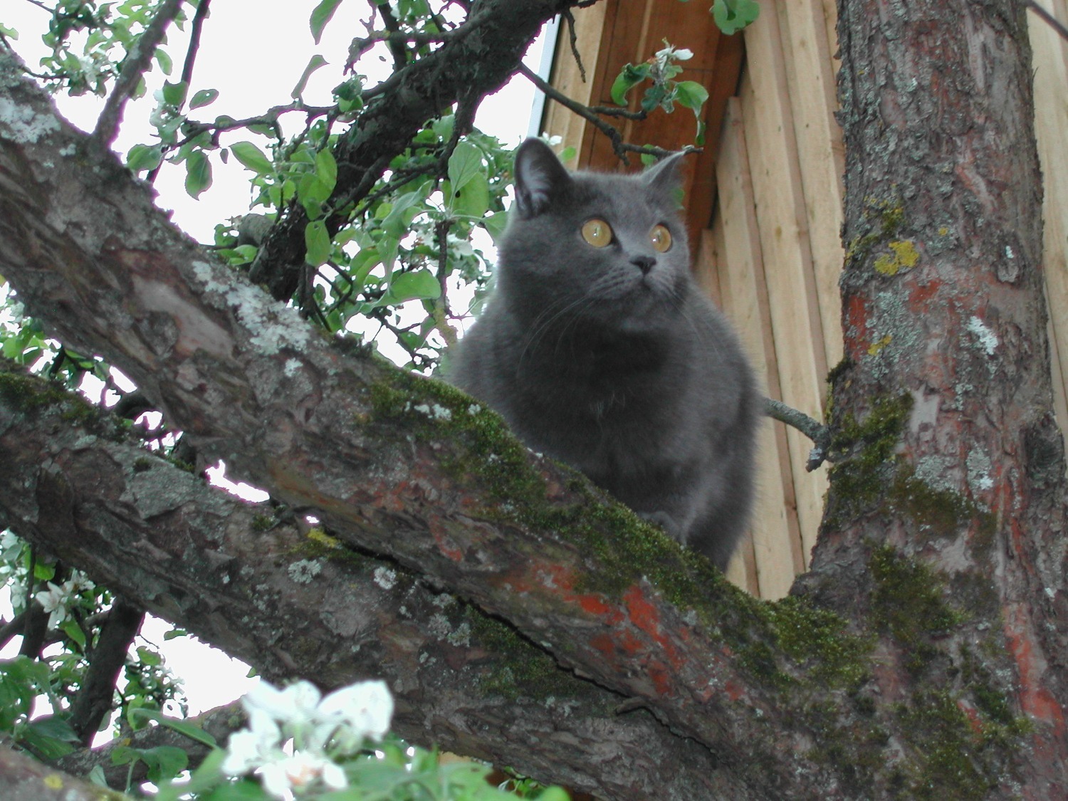 кошка Пуся из Башкирии