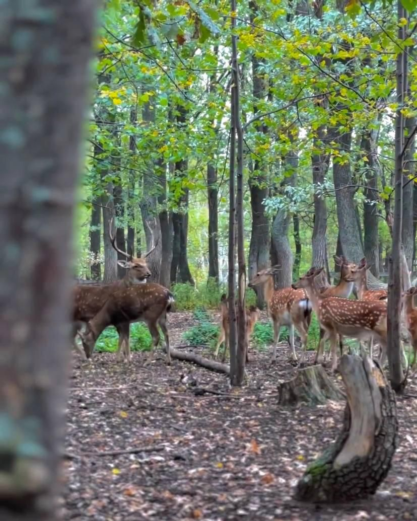 Эльнар Мустафин личный архив