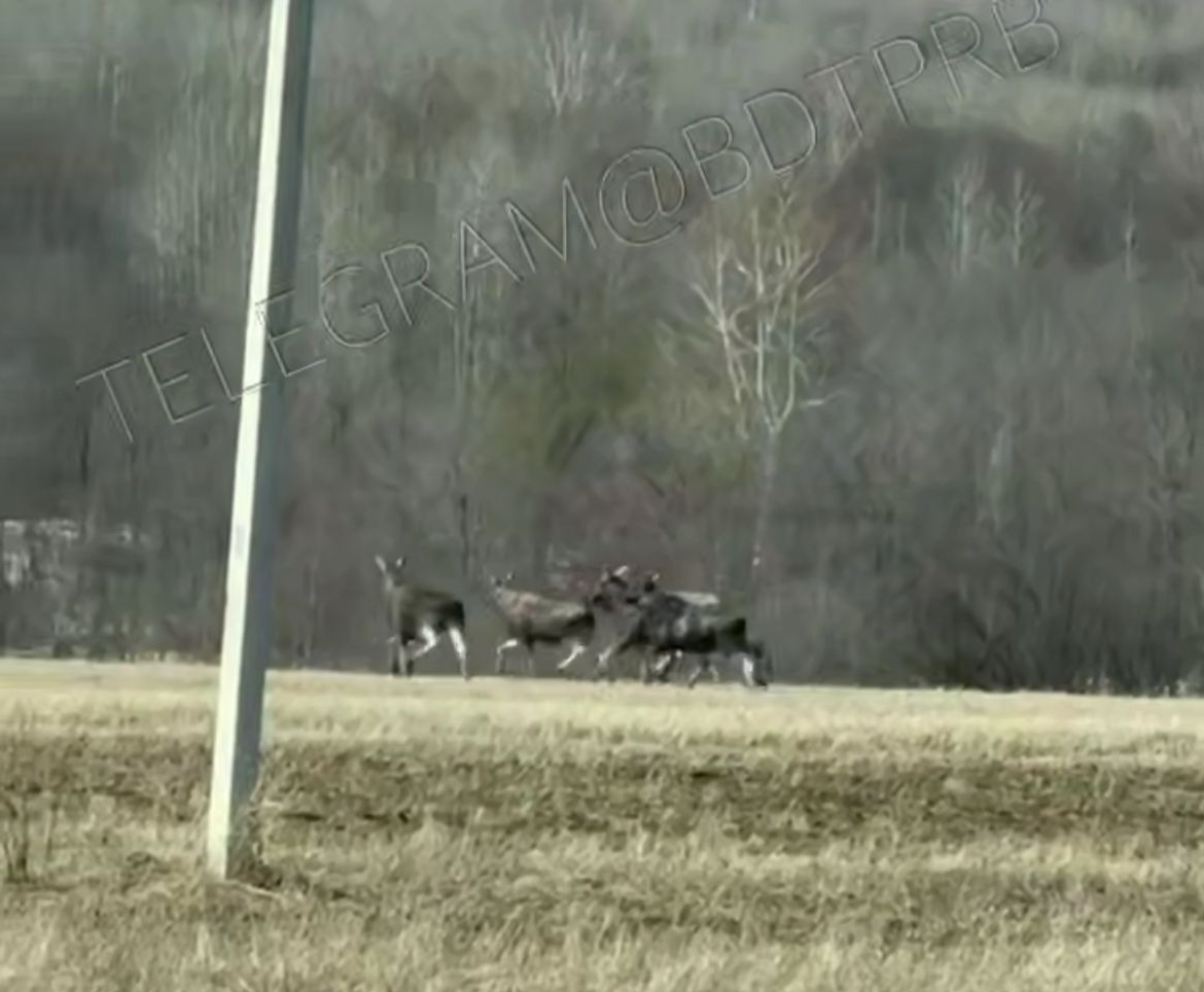 БашДТП, телеграм