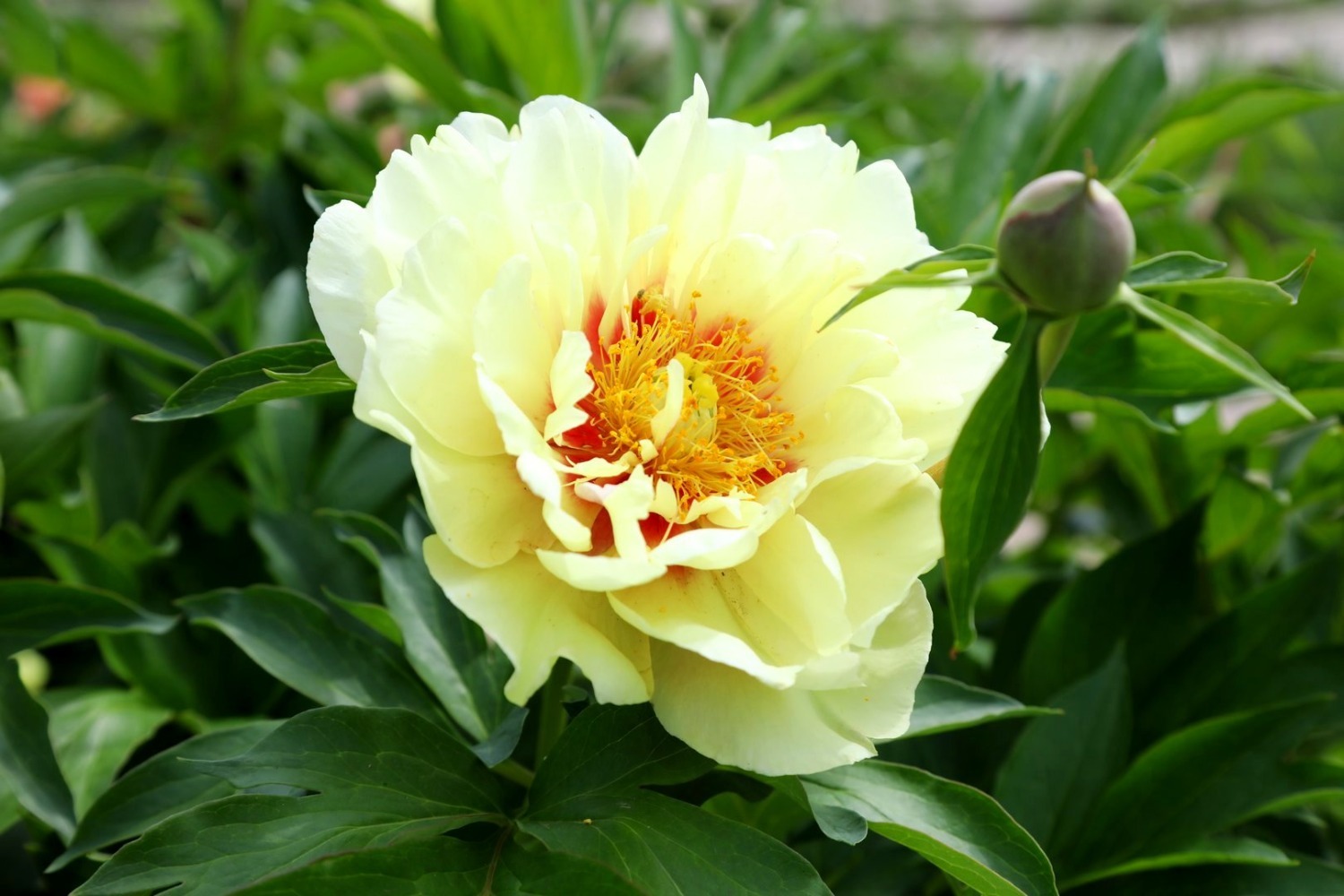 Скрестив дикий древовидный пион, имеющий жёлтый цветок, с травянистым пионом, селекционеры смогли получить такую окраску у новой группы гибридов