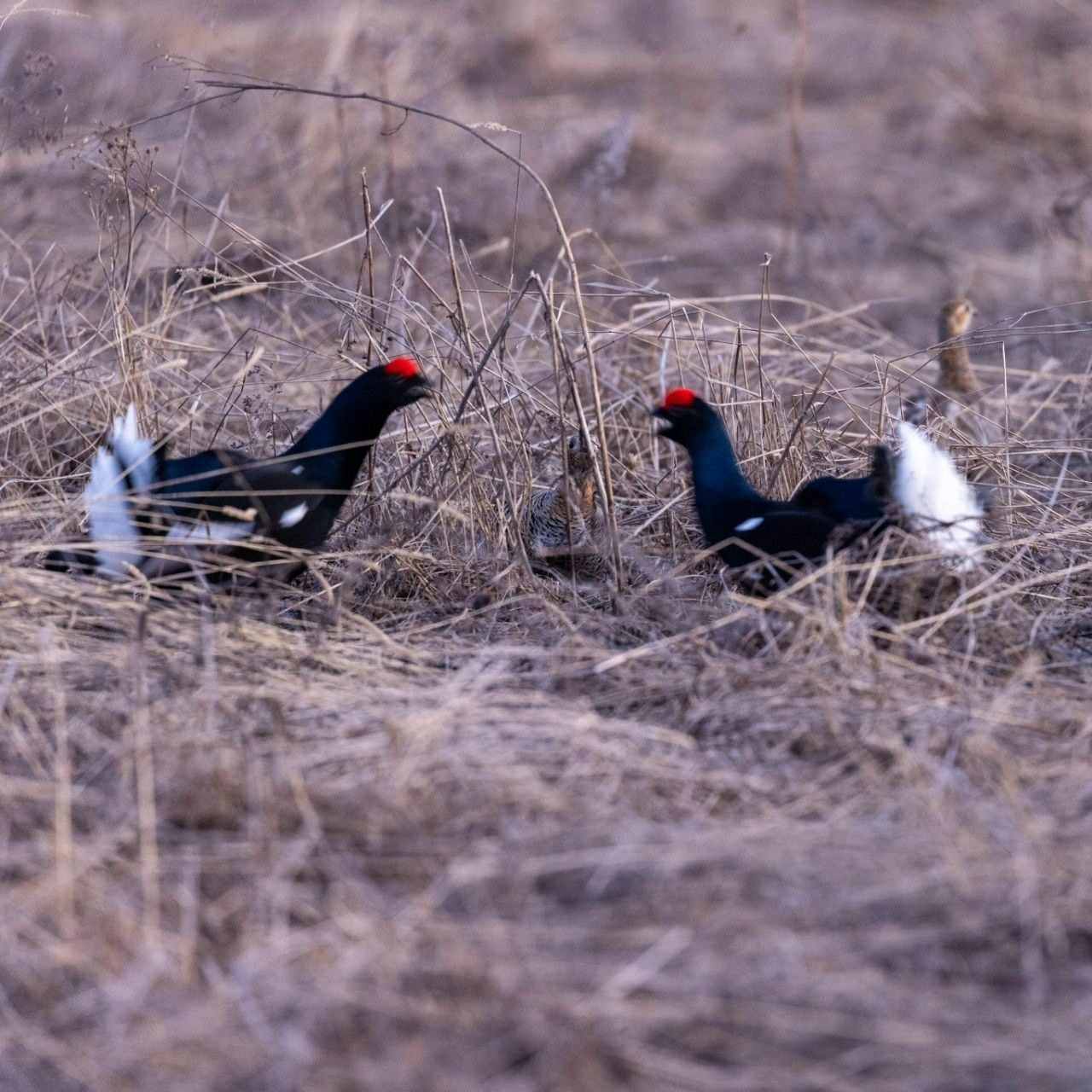 пресс-служба нацпарк «Башкирия»
