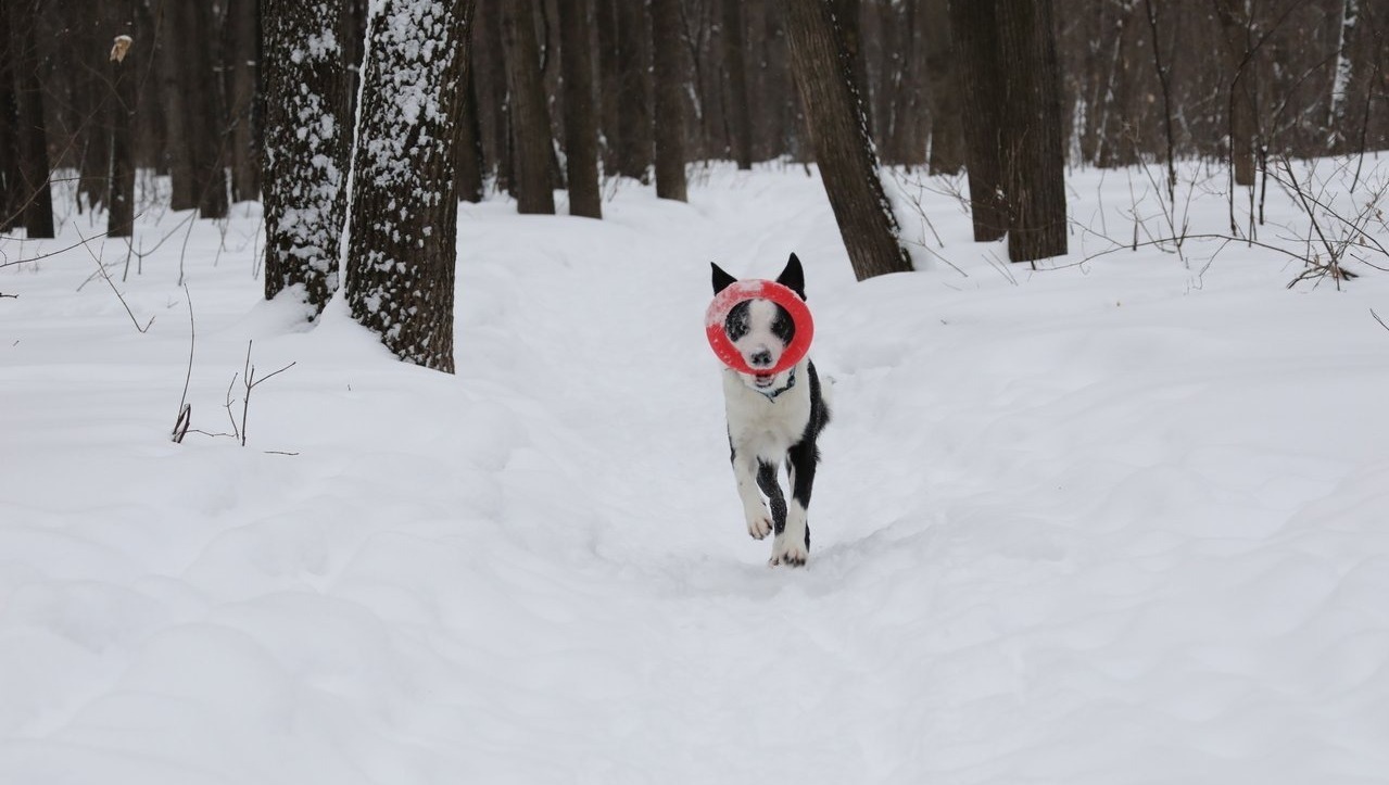 Валерий Шахов